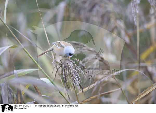 Bartmeise / Bearded Reedling / FF-09891