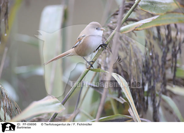 Bartmeise / Bearded Reedling / FF-09896