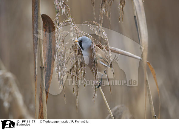 Bartmeise / bearded tit / FF-11177