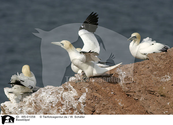 Basstlpel / northern gannet / WS-01058