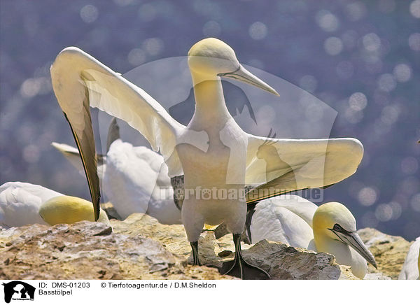 Basstlpel / northern gannet / DMS-01203