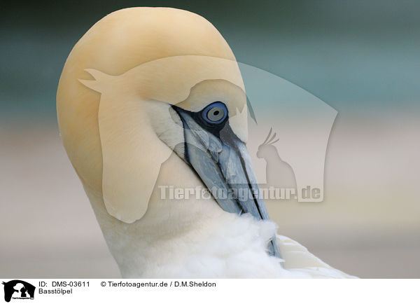 Basstlpel / northern gannet / DMS-03611