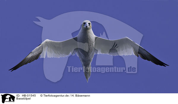 Basstlpel / northern gannet / HB-01545