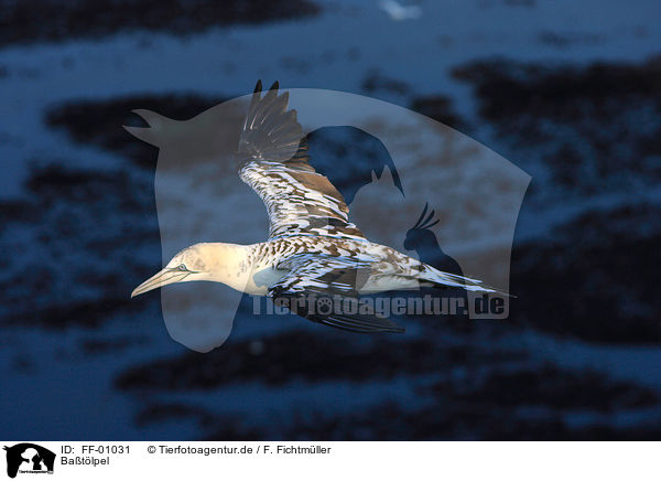 Batlpel / northern gannet / FF-01031