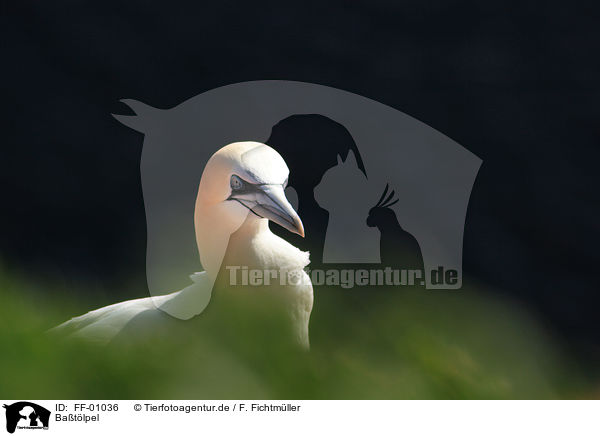 Batlpel / northern gannet / FF-01036