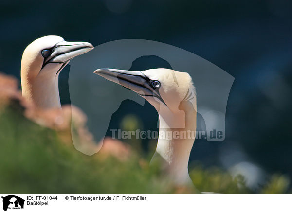 Batlpel / northern gannet / FF-01044