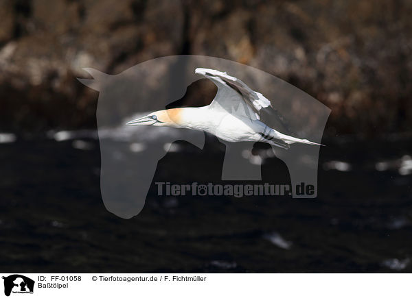 Batlpel / northern gannet / FF-01058