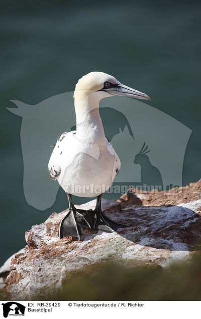 Basstlpel / gannet / RR-39429