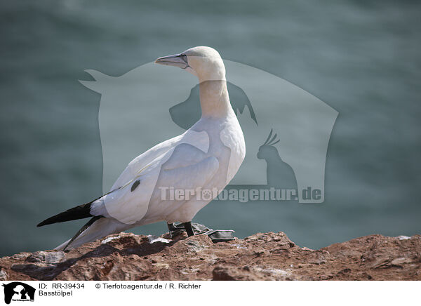 Basstlpel / gannet / RR-39434