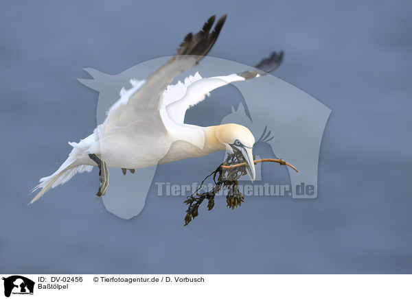 Batlpel / northern gannet / DV-02456