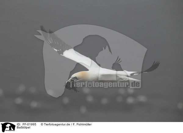 Batlpel / northern gannet / FF-01995