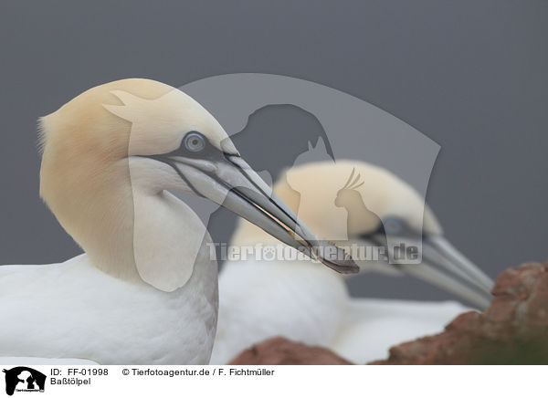 Batlpel / northern gannets / FF-01998