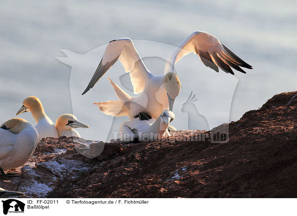 Batlpel / northern gannets / FF-02011