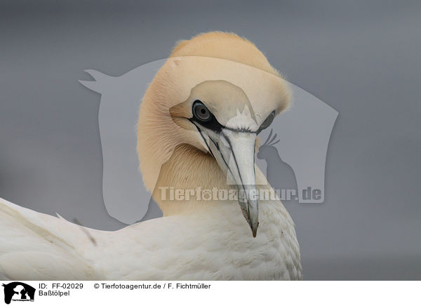 Batlpel / northern gannet / FF-02029