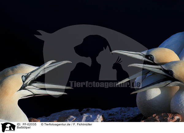 Batlpel / northern gannets / FF-02035