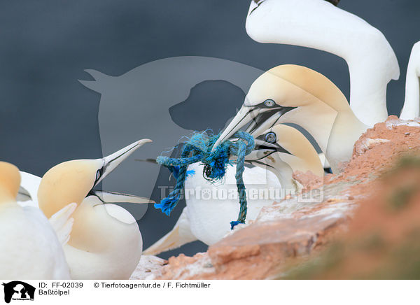 Batlpel / northern gannets / FF-02039