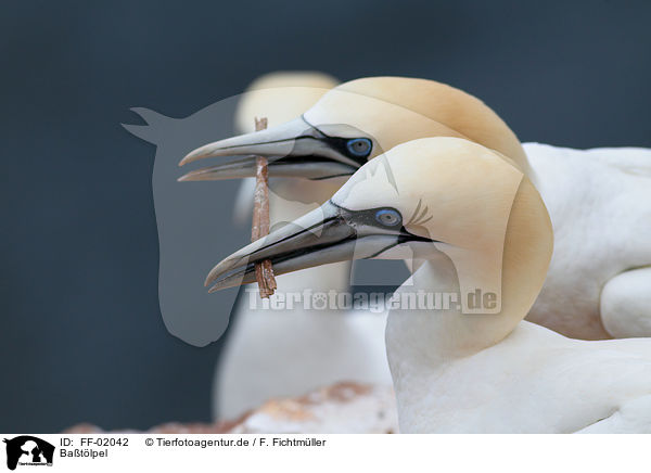 Batlpel / northern gannets / FF-02042