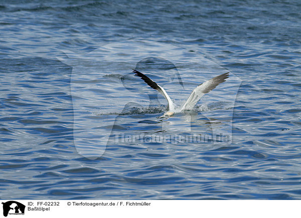 Batlpel / northern gannet / FF-02232