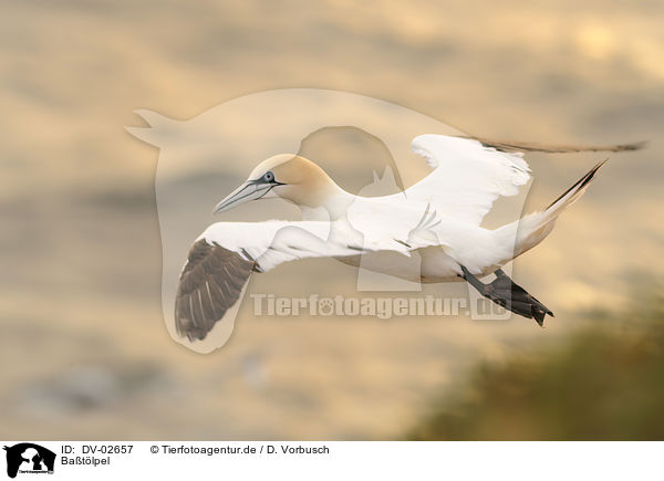 Batlpel / northern gannet / DV-02657