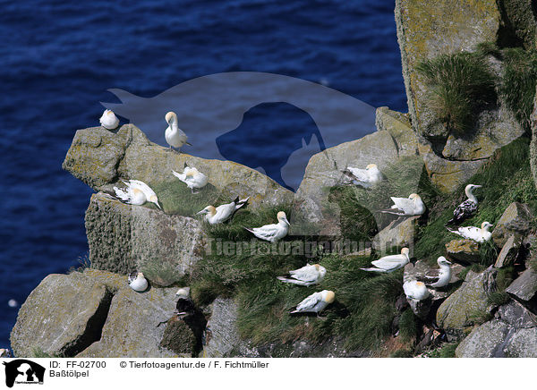 Batlpel / northern gannet / FF-02700