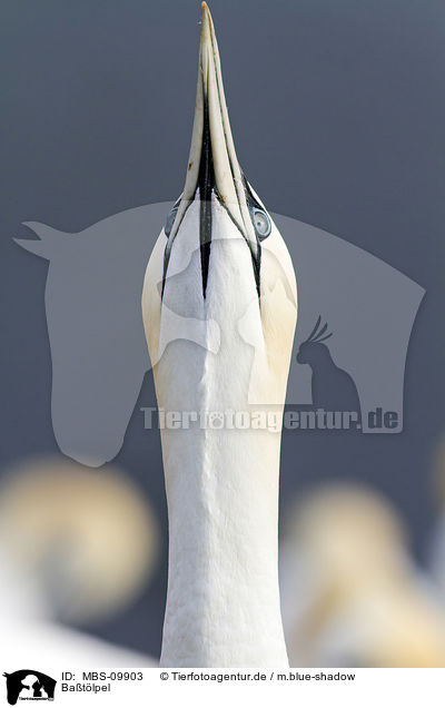 Batlpel / northern gannet / MBS-09903