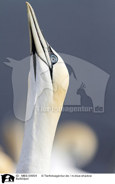 Batlpel / northern gannet / MBS-09904