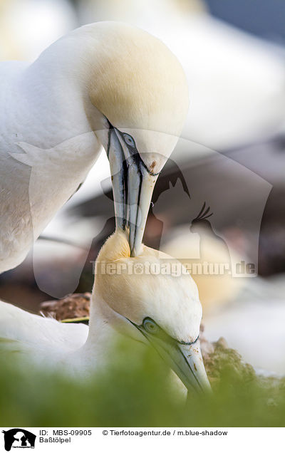 Batlpel / northern gannets / MBS-09905