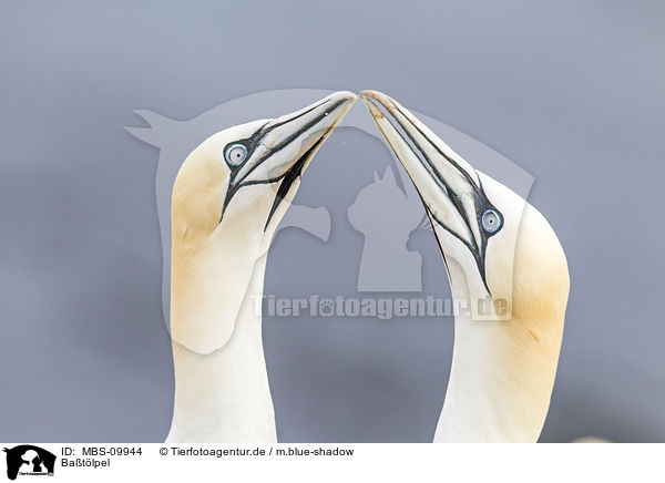 Batlpel / northern gannets / MBS-09944