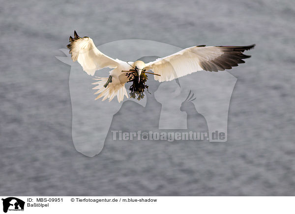 Batlpel / northern gannet / MBS-09951