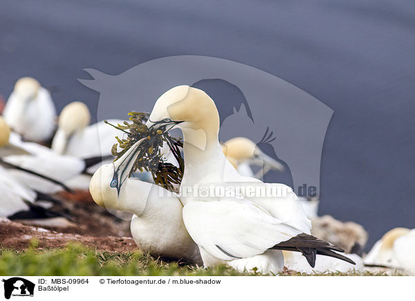 Batlpel / northern gannets / MBS-09964