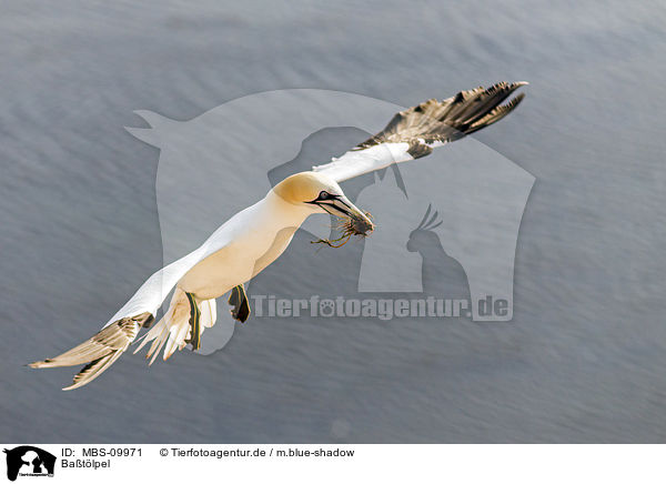 Batlpel / northern gannet / MBS-09971