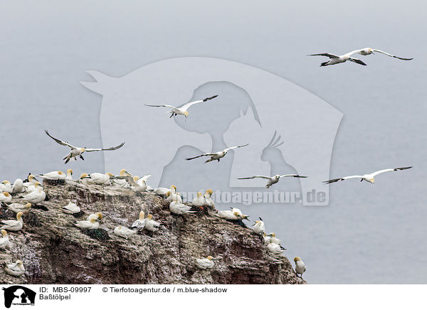 Batlpel / northern gannets / MBS-09997