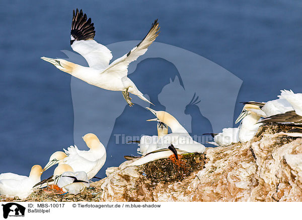 Batlpel / northern gannets / MBS-10017