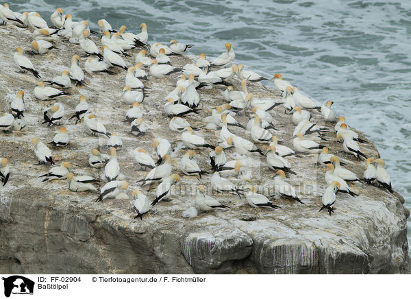 Batlpel / northern gannets / FF-02904