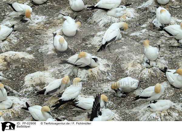 Batlpel / northern gannets / FF-02906