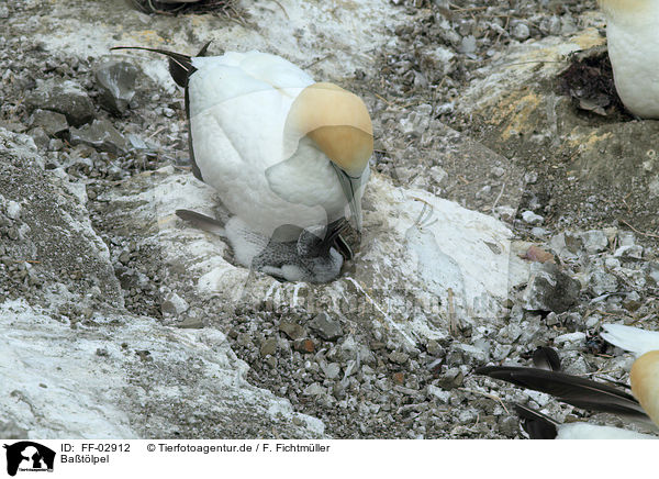 Batlpel / northern gannets / FF-02912