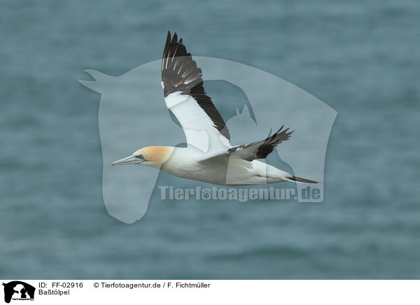 Batlpel / northern gannet / FF-02916