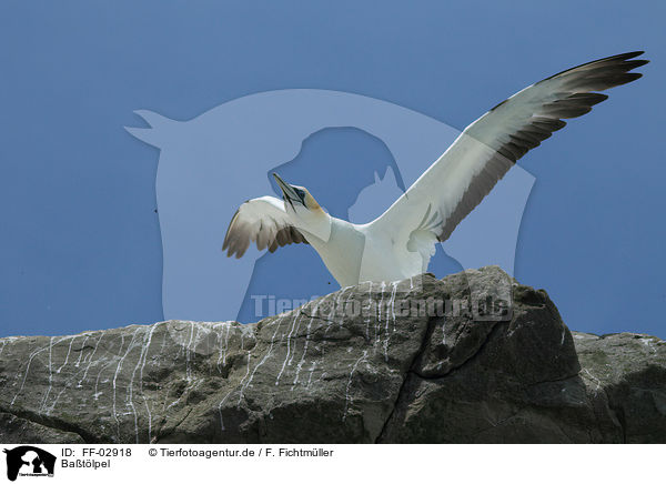 Batlpel / northern gannet / FF-02918