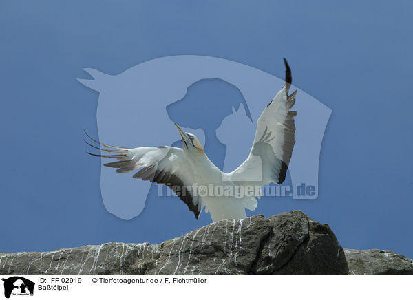 Batlpel / northern gannet / FF-02919