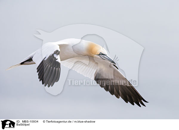 Batlpel / northern gannet / MBS-10934