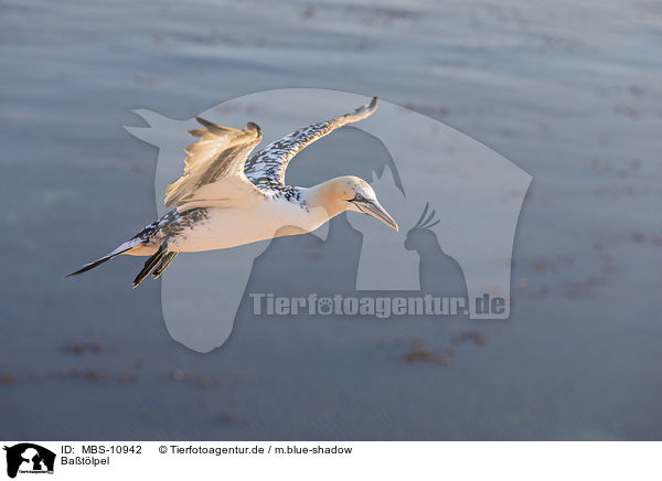 Batlpel / northern gannet / MBS-10942