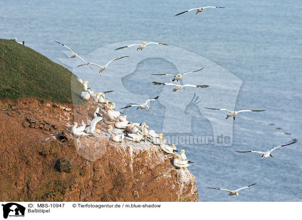 Batlpel / northern gannets / MBS-10947
