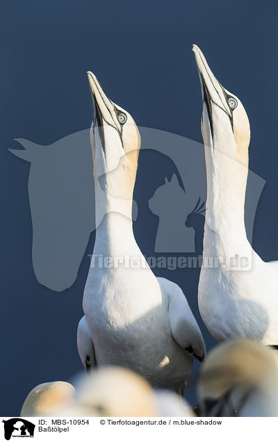 Batlpel / northern gannets / MBS-10954