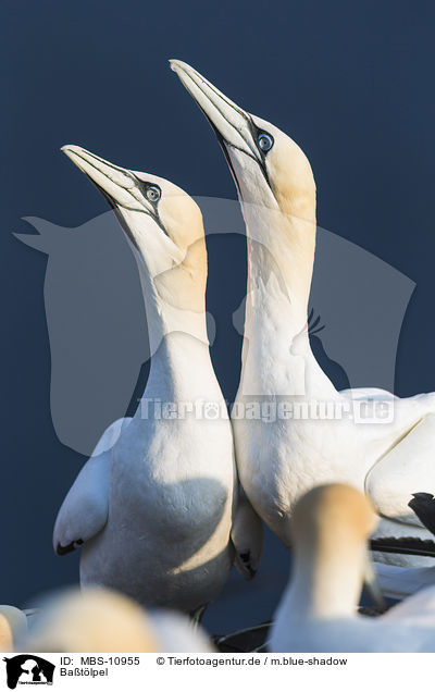 Batlpel / northern gannets / MBS-10955