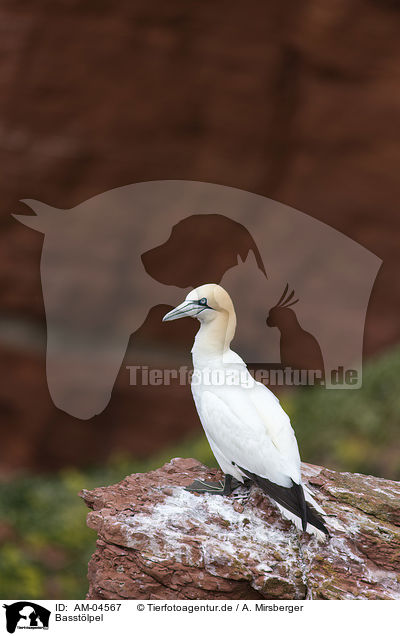 Basstlpel / northern gannet / AM-04567