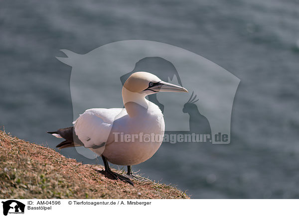 Basstlpel / northern gannet / AM-04596