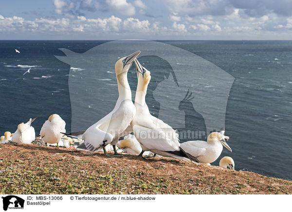 Basstlpel / northern gannets / MBS-13066