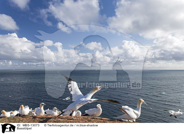 Basstlpel / northern gannets / MBS-13073