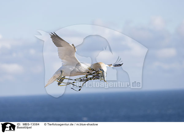 Basstlpel / northern gannet / MBS-13084