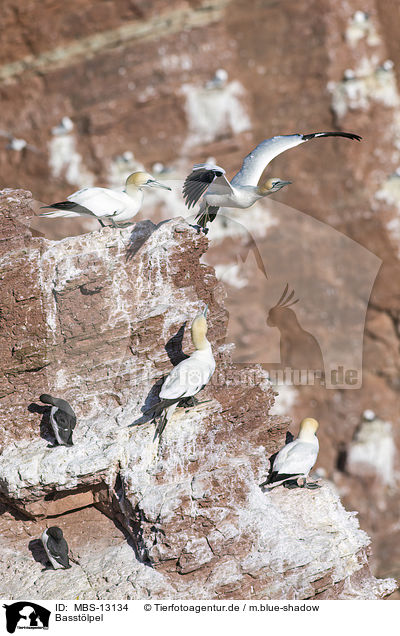 Basstlpel / northern gannets / MBS-13134